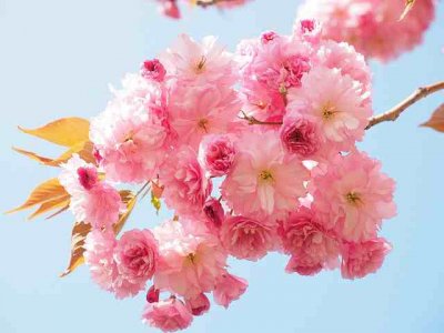 ​形容樱花的句子52句