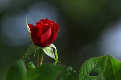 ​唯美梦幻的句子80句