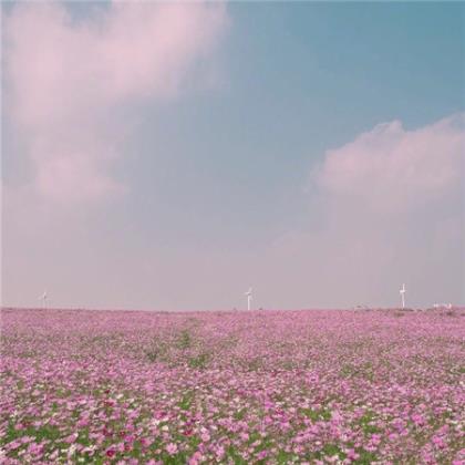 付出真心后失望的句子