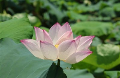 ​女生好听的名字网名(60个)