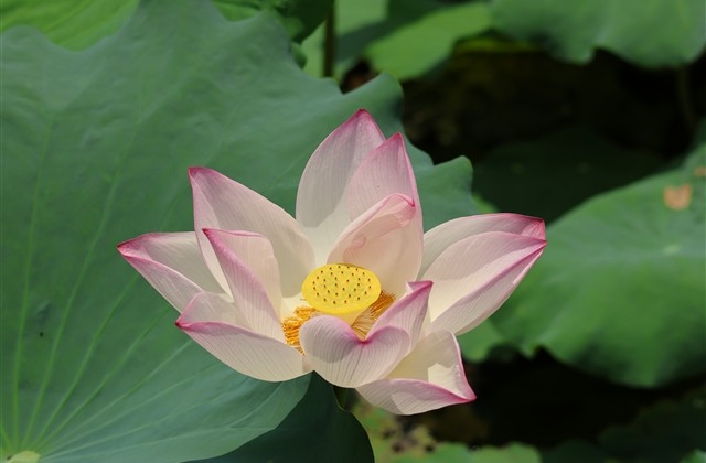 高傲霸气的快手名(优选315个)