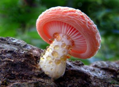 ​与蘑菇有关的昵称大全