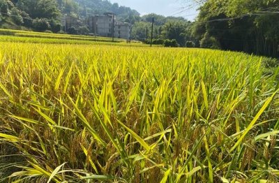 ​意境简单女生网名(共737个)