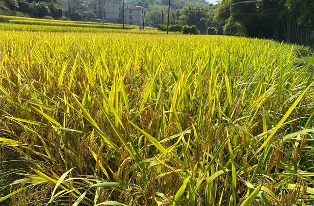 有诗意微信女生昵称(共597个)