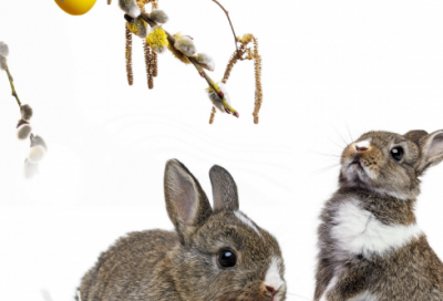 属鸡的开店起什么名字