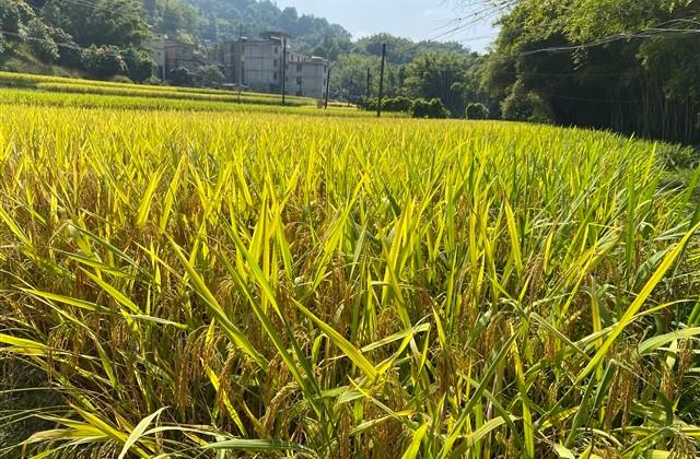 龙年男宝取名2024特别推荐336个