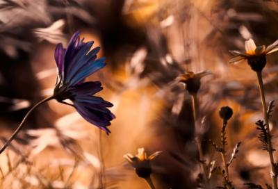 ​不理我的伤感句子经典-53句