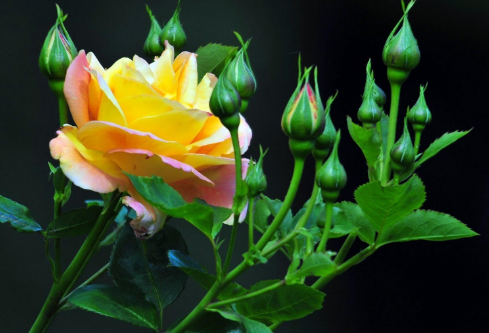 1692702001159120.png image.png