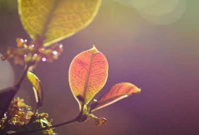 ​等一个人的伤感句子-52句