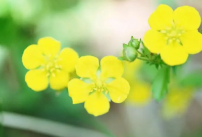 ​春节的故事
