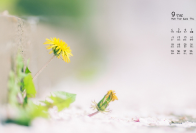 ​元宵节灯展活动方案(9篇)