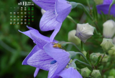 ​种子代理销售的合同范本（精选12篇）