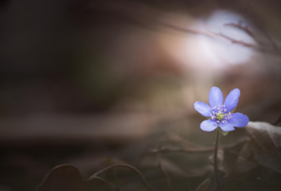 ​关于传统节日的古诗