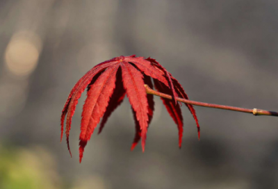 ​母亲节搞笑段子17句