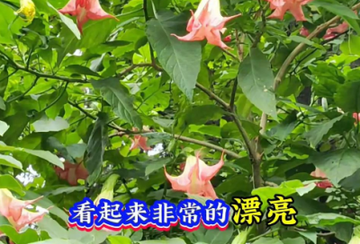 ​微信拍一拍后缀创意搞笑