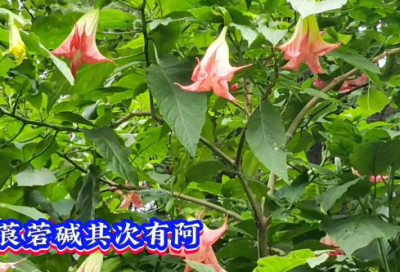​微信拍一拍后缀创意搞笑汇总