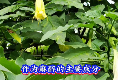 ​童年搞笑顺口溜大全