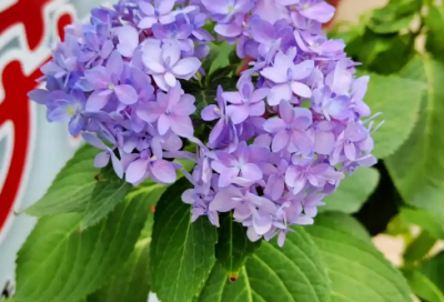 ​愚人节搞笑段子