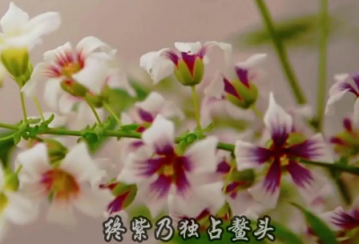 ​网络最新搞笑语句 爱情的世界里没有先来后到 只有你情我愿(精选17句