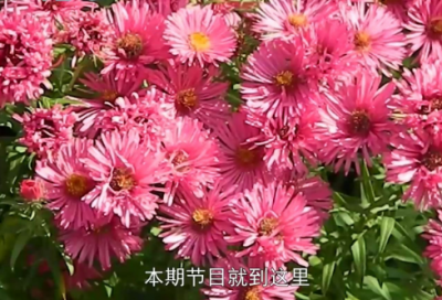 ​花言巧语的暖心情话给媳妇(给媳妇说的暖心情话)